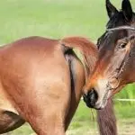 A few words about horses of the Terek breed (video)