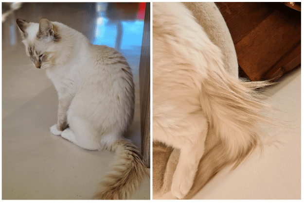 A greasy tail on a cat?