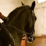 A horse is not born hard on the mouth
