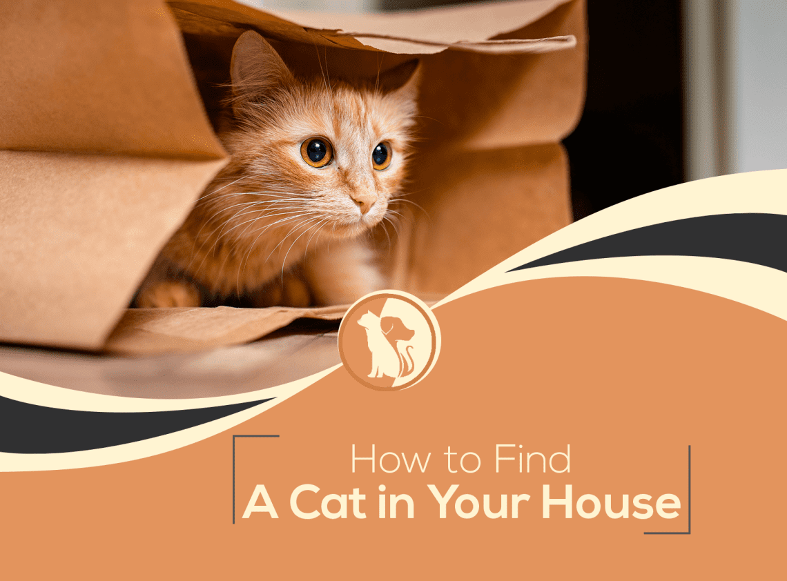 A kitten has appeared in your house