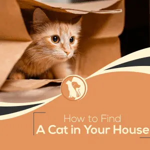 A kitten has appeared in your house