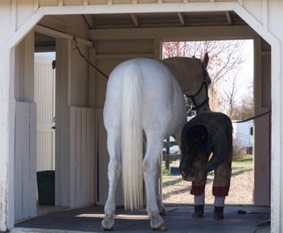 A place in the sun for farriers