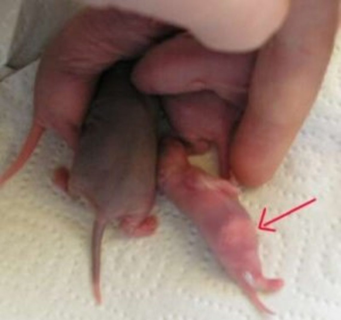 A rat gives birth to rats: what to do during and after childbirth