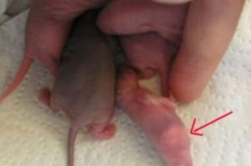 A rat gives birth to rats: what to do during and after childbirth