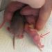 Why do domestic rats lick their hands?