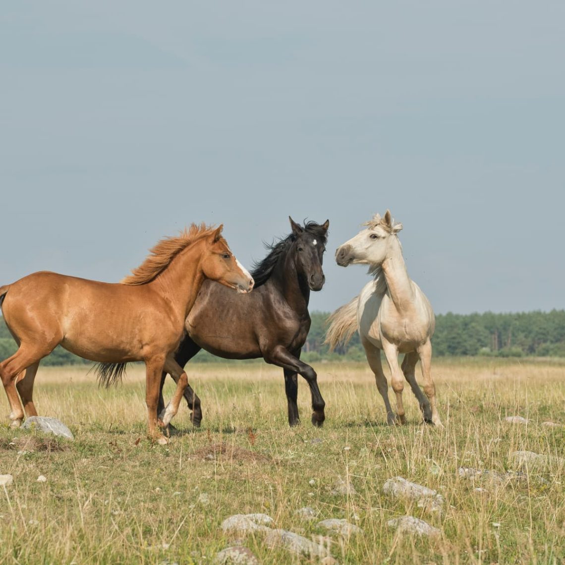 A tall rider and a medium-sized horse: is it worth starting work?