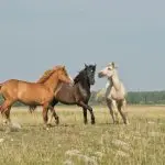 A tall rider and a medium-sized horse: is it worth starting work?
