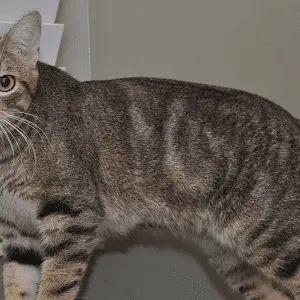 A variety of cat breeds without a tail – description and characteristics