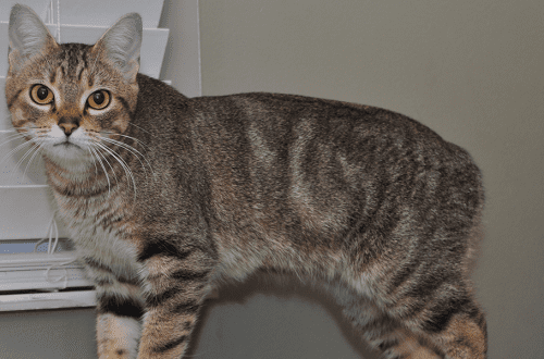 A variety of cat breeds without a tail &#8211; description and characteristics