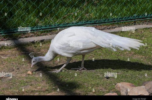 A white peacock appeared in the Moscow Zoo