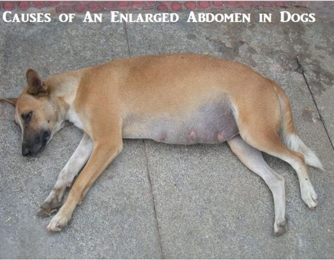 Abdominal dropsy in dogs: causes, symptoms, diagnosis and treatment
