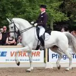 About some research in the field of psychology of sport horses
