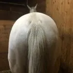 About the natural asymmetry of horses