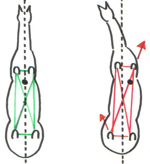 About the natural asymmetry of horses