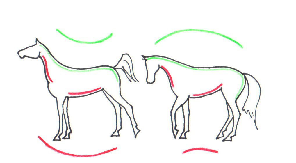 About the natural asymmetry of horses