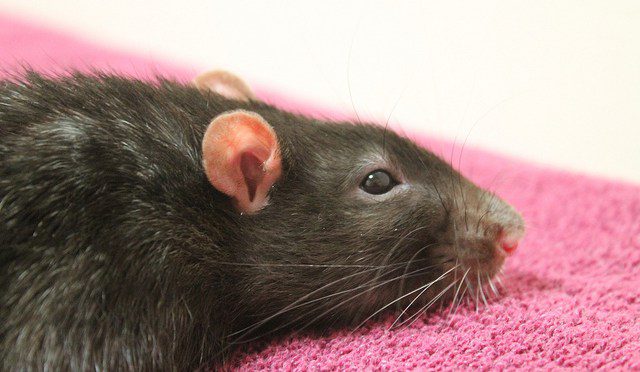 Abscess in a rat (abscesses on the body and neck): symptoms and treatment