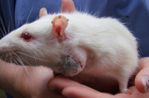 Abscess in a rat (abscesses on the body and neck): symptoms and treatment