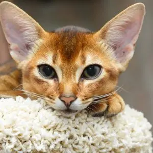 Abyssinian cats: reviews, characteristics and description of the representatives of the breed