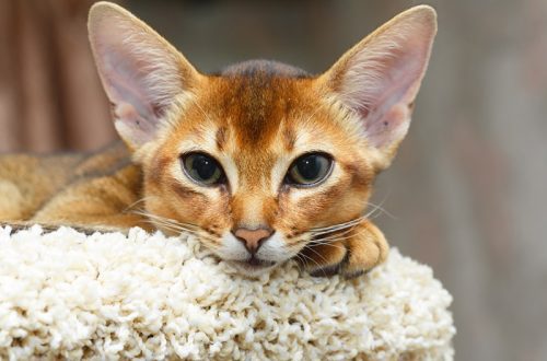 Abyssinian cats: reviews, characteristics and description of the representatives of the breed