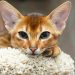 Nickname for a kitten boy: features of choice, popular associations and cats cartoon characters