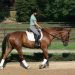 Christoph Hess on the importance of stretching for the horse