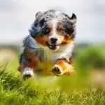 Active dog breeds