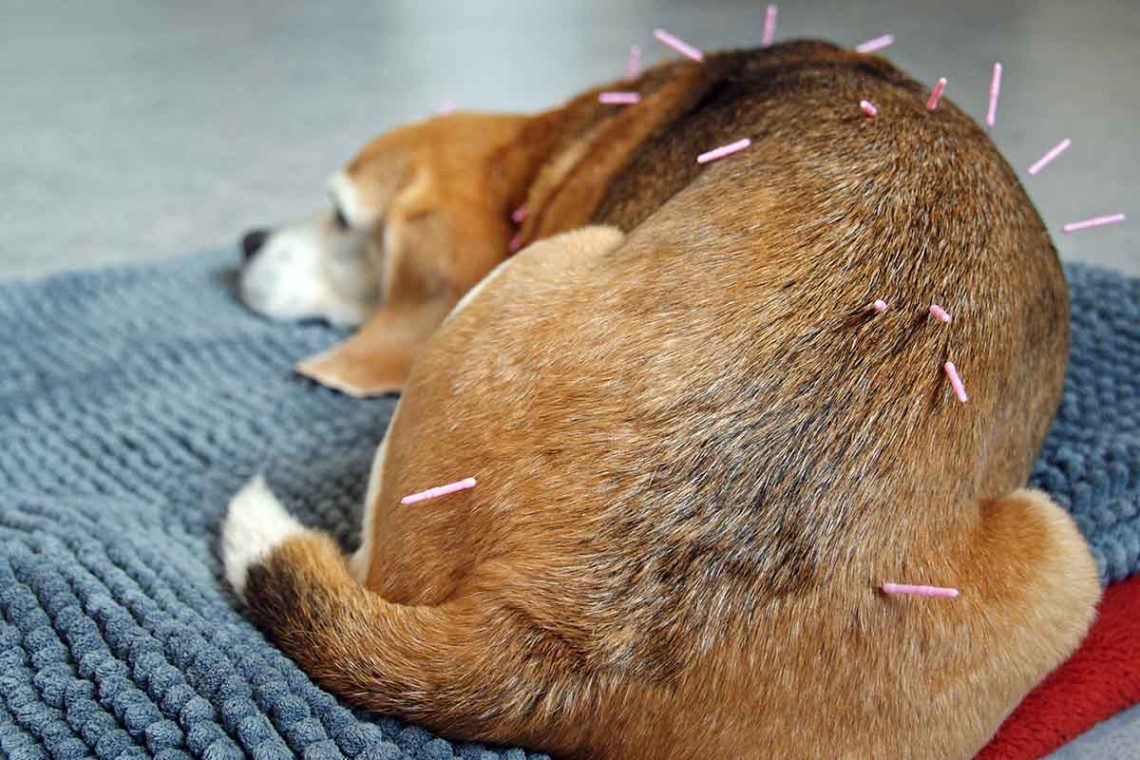 Acupuncture in dogs: why and when you need it