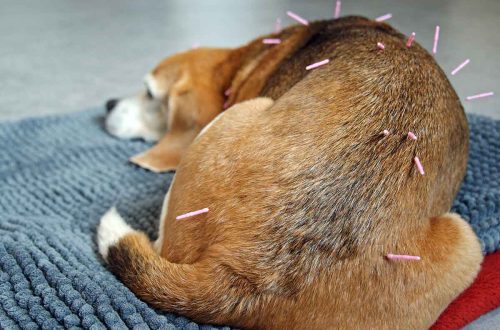 Acupuncture in dogs: why and when you need it