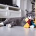 Why does the cat misbehave at home?