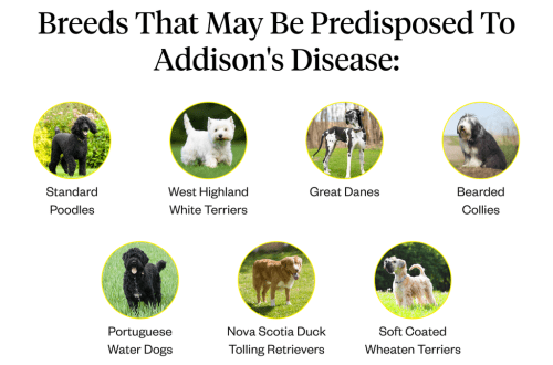 Addison&#8217;s disease in dogs: symptoms and treatment