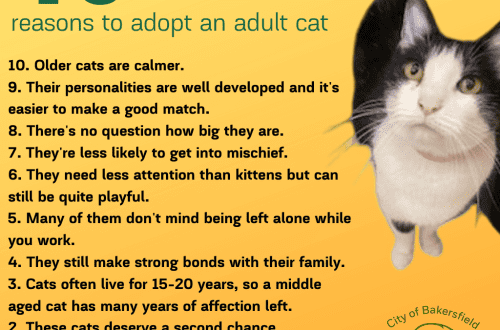 Adopt an adult cat