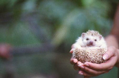 African pygmy hedgehog: maintenance of a prickly pet