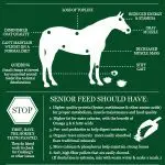 Age horse diet