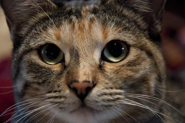 Aggressive cat behavior: how to deal with it