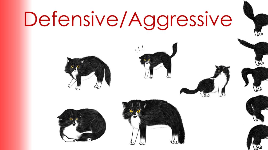 Aggressive cat behavior: how to deal with it