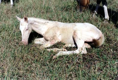 Akhal-Teke horse