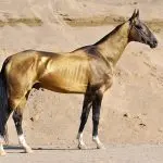 Akhal-Teke horse