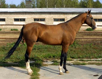 Akhal-Teke horse