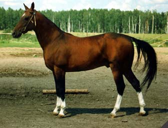 Akhal-Teke horse