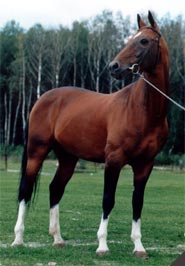 Akhal-Teke horse