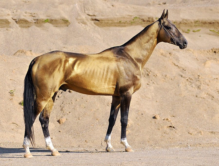 Akhal-Teke horse