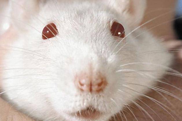 Albino rats - white with red eyes: features, lifespan (photo)