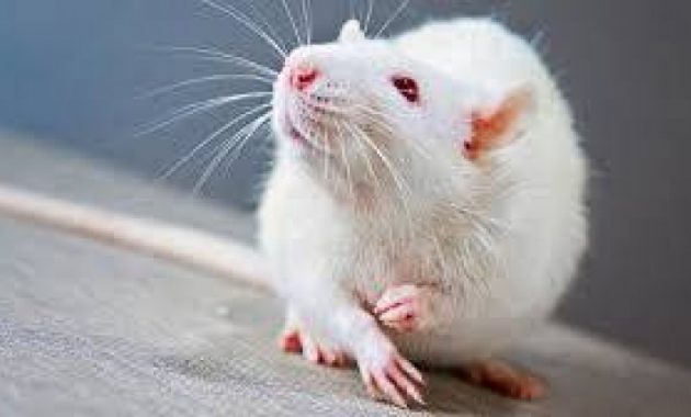 Albino rats - white with red eyes: features, lifespan (photo)