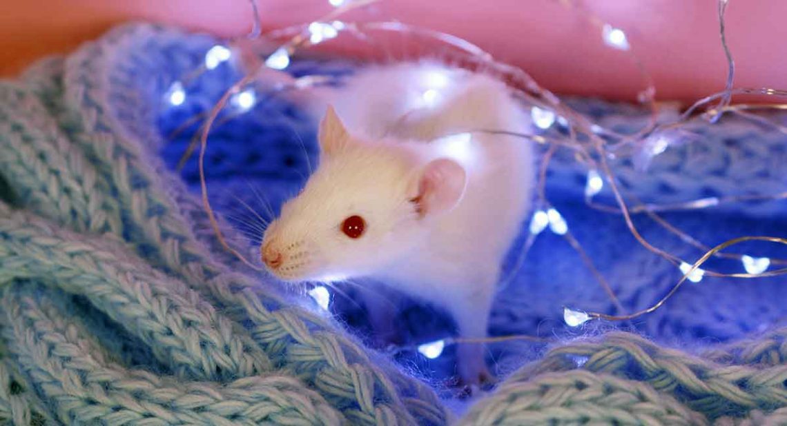 Albino rats &#8211; white with red eyes: features, lifespan (photo)