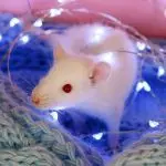 Albino rats – white with red eyes: features, lifespan (photo)
