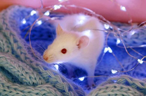 Albino rats &#8211; white with red eyes: features, lifespan (photo)