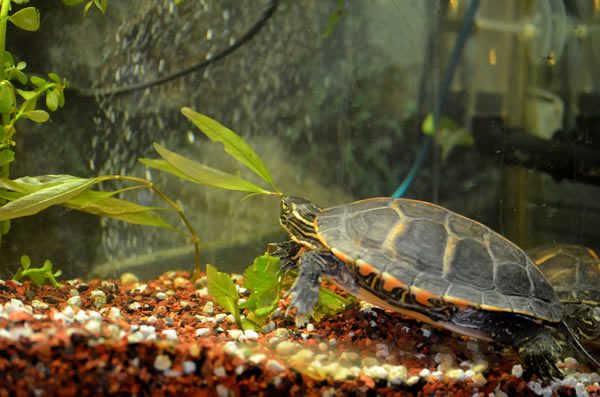 Algae and soil for a red-eared turtle aquarium