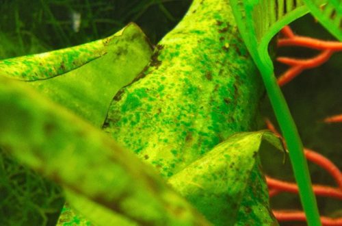 Algae in the aquarium: causes and how to get rid of it