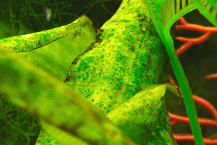 Algae in the aquarium: causes and how to get rid of it