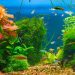 Do you need aeration in an aquarium?